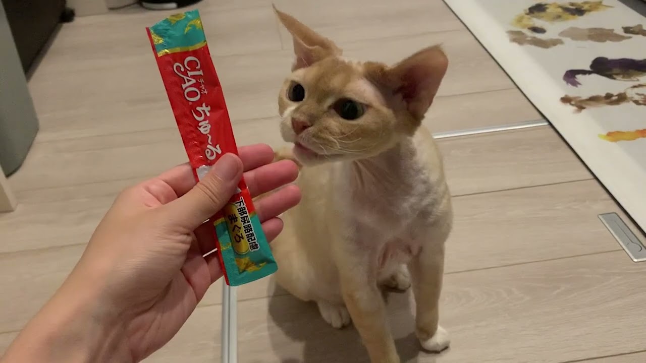 久しぶりのチュールに大喜びのデボンレックス兄(Devon Rex cat pleased with a cat snack Churu.)