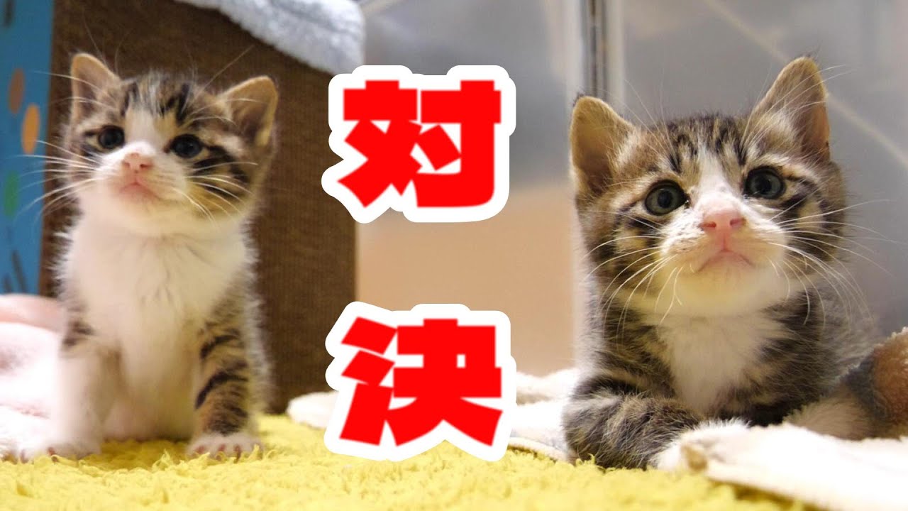 寝起きで不機嫌な子猫たち【赤ちゃん猫　保護猫】