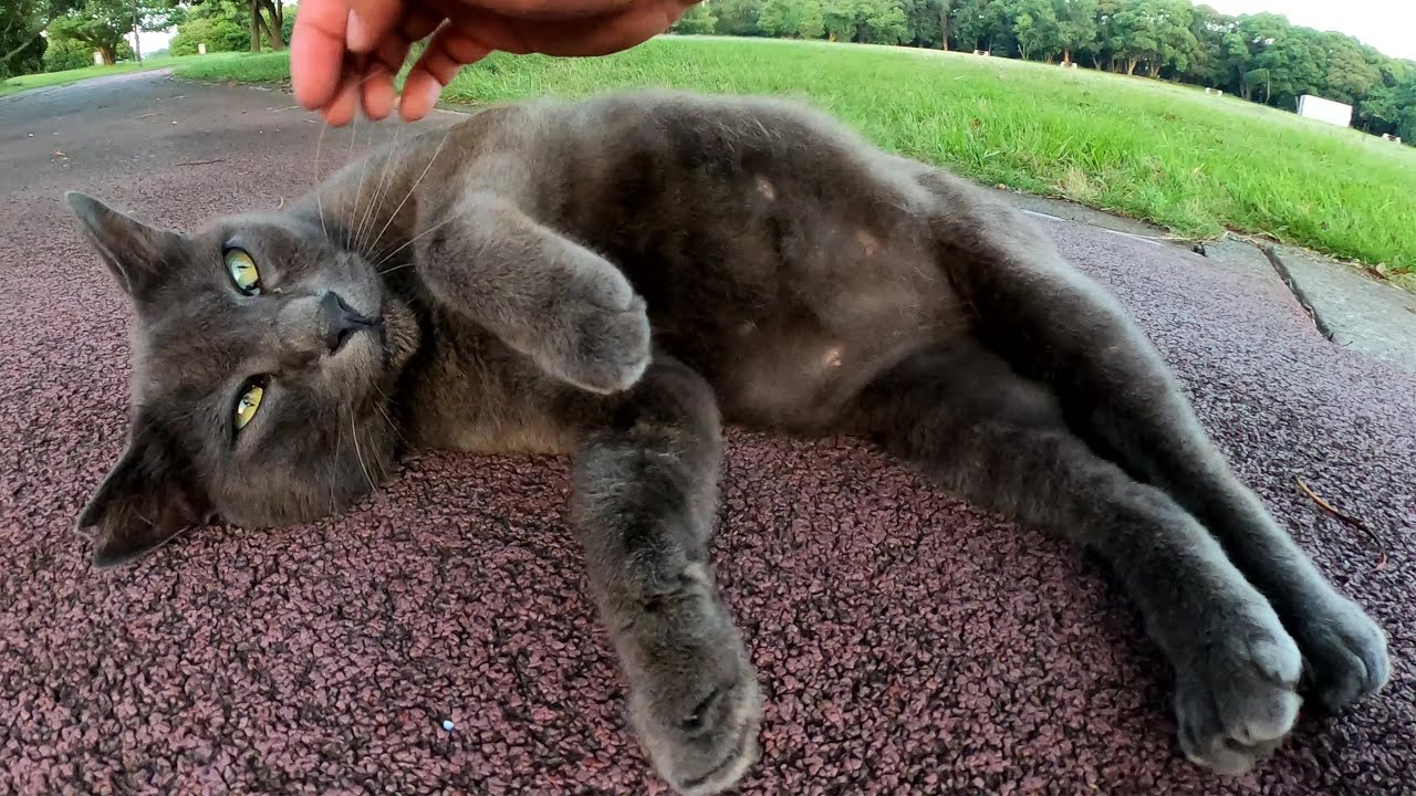 ロシアンブルーみたいな猫ちゃんが心を開いてお腹を見せてくれた