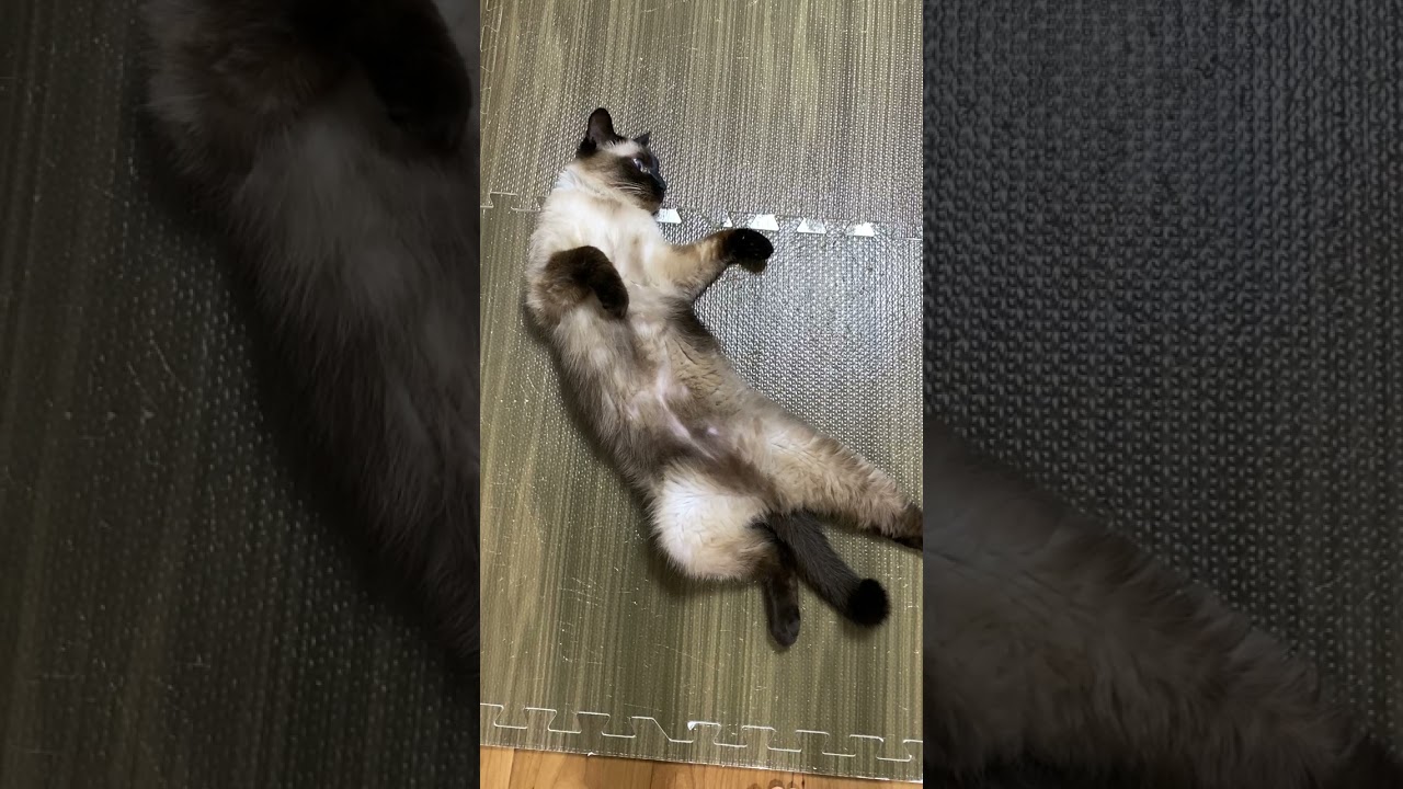 【2023.07.05】今日のシャム猫のふくさん（音無し）【たぬき猫】 #shorts