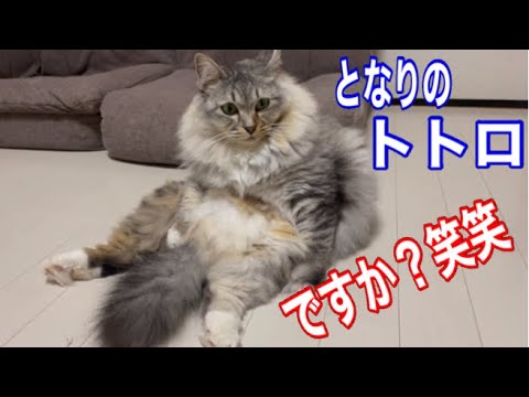 元野良猫がトトロになっちゃった。おしゃべりシャム子、もしかして言葉分かってる？左手のない野良猫のキセキ　#cat #kitten #保護猫 #癒し
