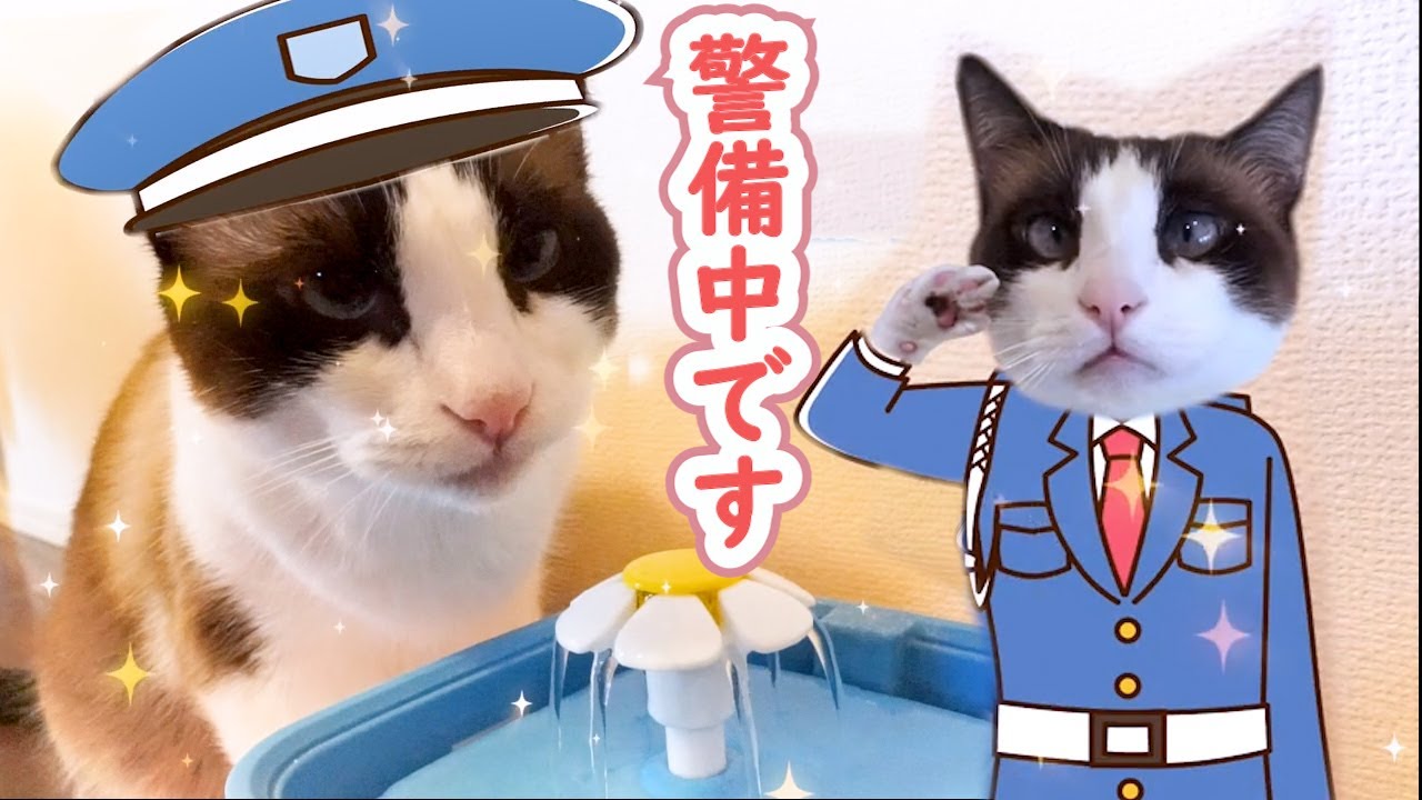 ○○に執着があり過ぎる猫がここにいます This cat has too many endings in water