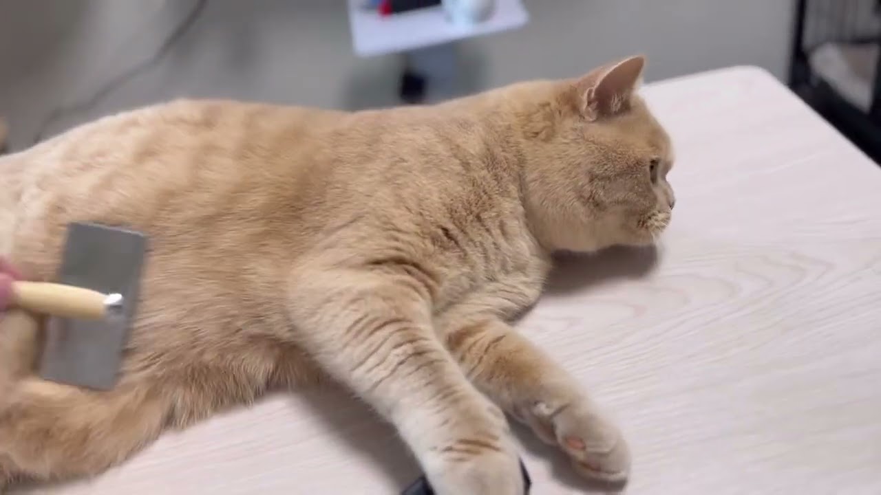 ブリティッシュショートヘアの抜け毛の凄さ。でぶ猫もっちゃんで検証します。