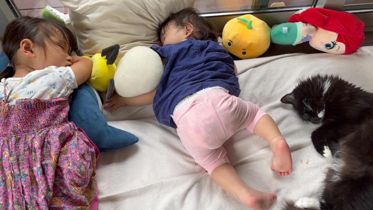 姉妹と一緒にお昼寝する猫　ラガマフィン　A cat taking a nap with her sister