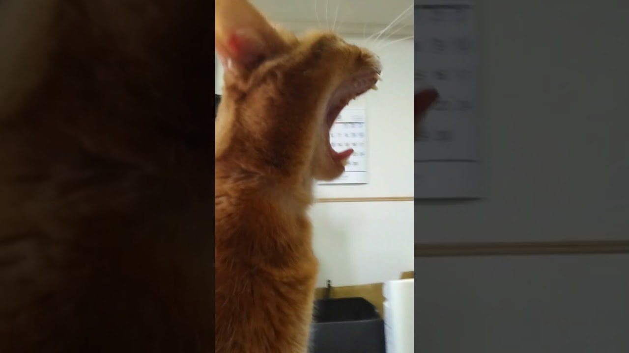 6/24あくび、あびちゃん（´・ω・`）#cat #ねこ #猫 #アビシニアン