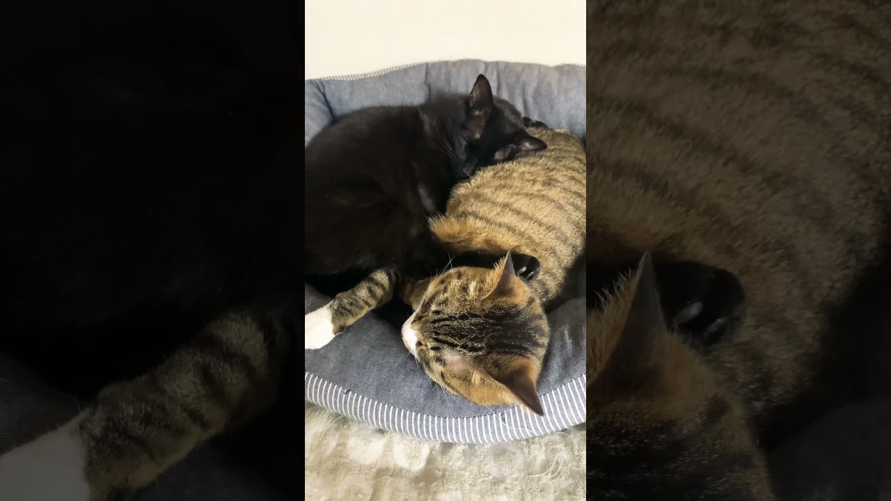 今晩の寝っこ。その18 #保護猫 #猫 #きじしろ #くろねこ #黒猫