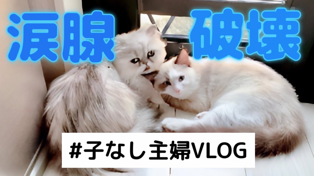 【40代子なし専業主婦の号泣】先住猫が仔猫を受け入れてくれました【猫３ウサギ１】