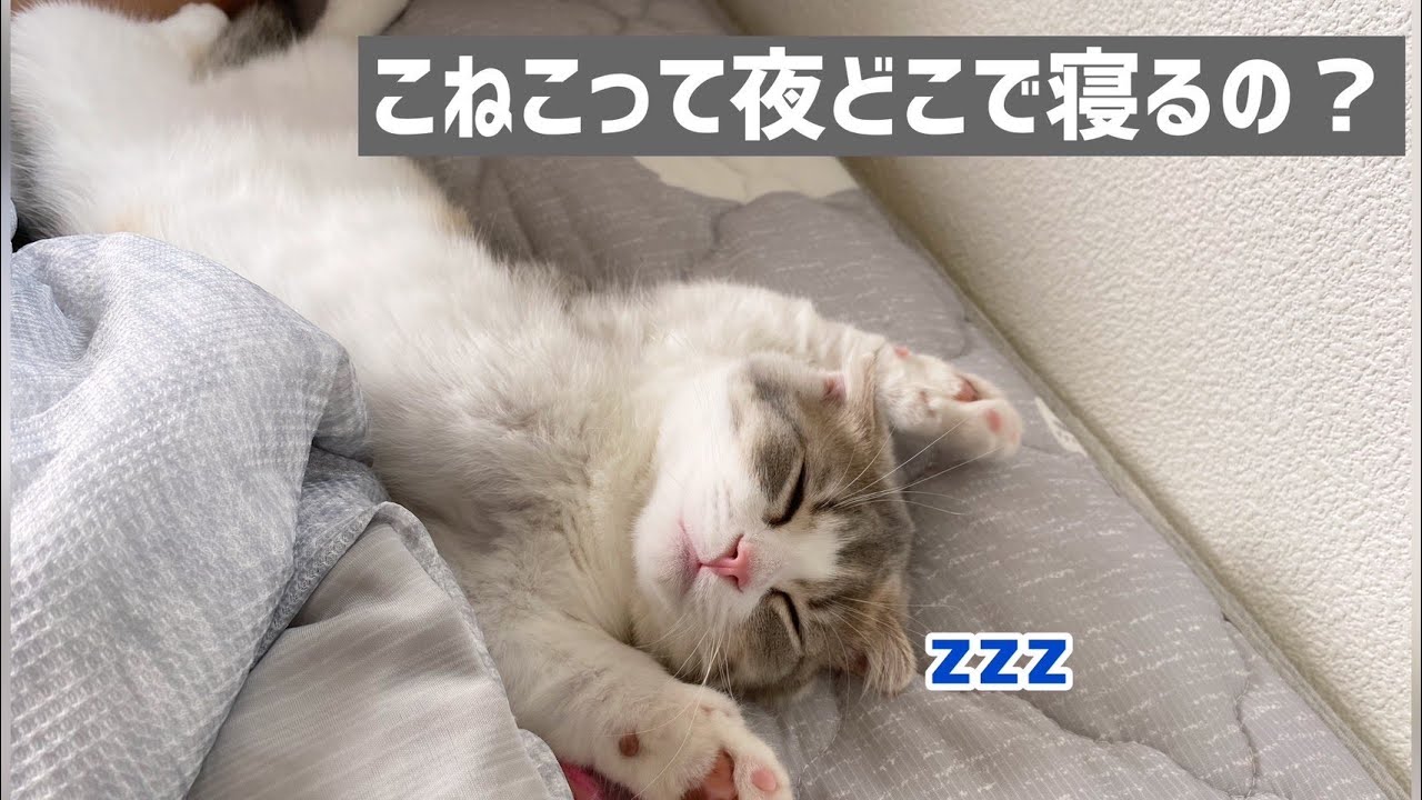 【マンチカン子猫】うちの子猫はまさかのここで寝ます