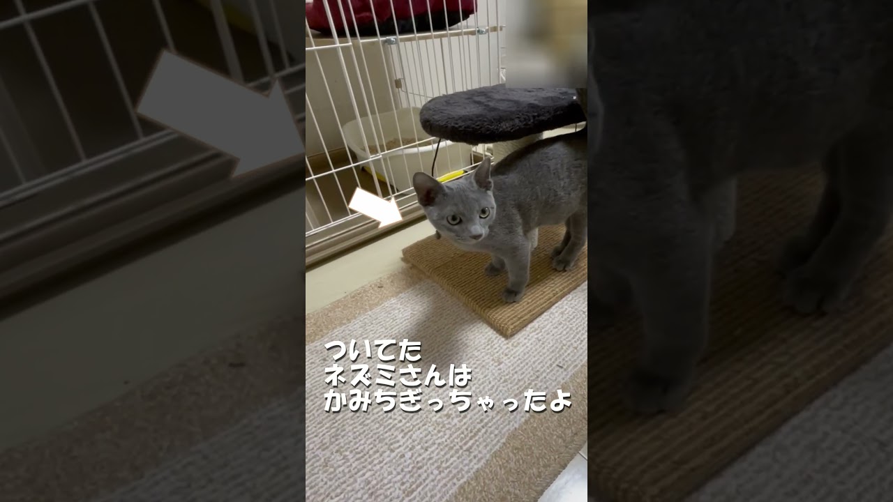 ロシアンブルー（４ヶ月）つめとぎ　  だいすき#shorts  #猫
