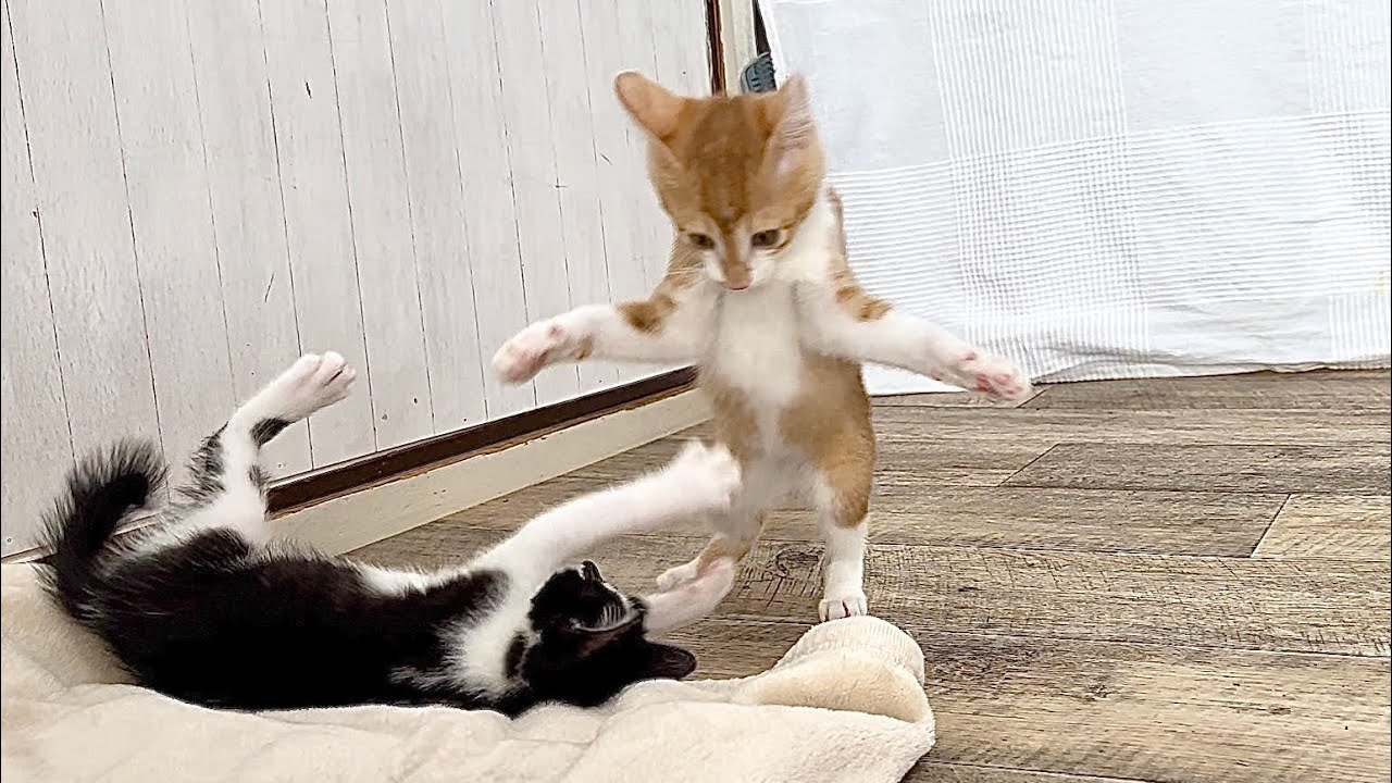 お転婆な子猫はあっという間に幸せを掴み卒業へ【花晴れ兄妹#3】A tomboyish kitten leaves for a foster home.
