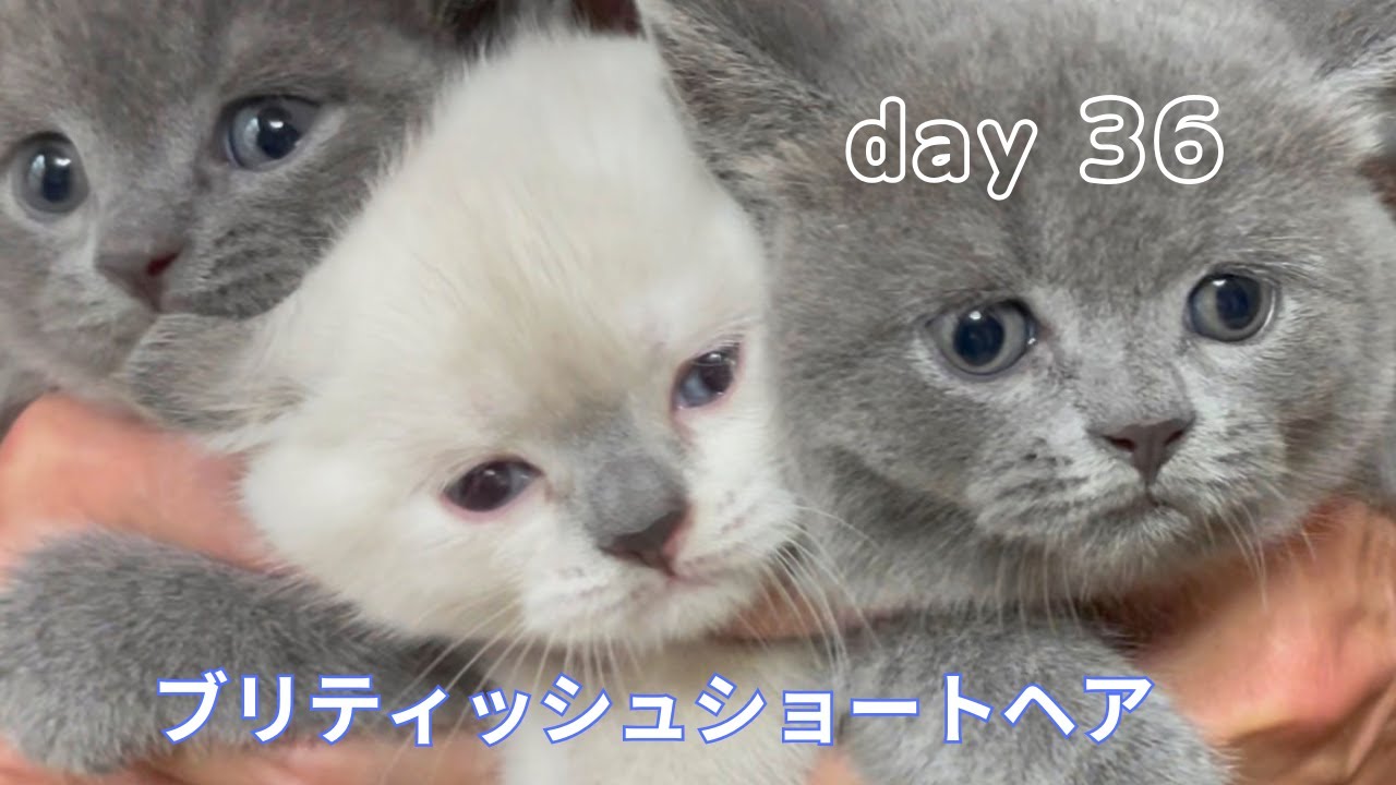 【ブリティッシュショートヘア子猫36日目】社会化のお勉強進行中！