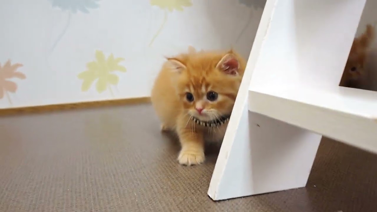 スコティッシュフォールド レッドタビー（ロングヘアー）の男の子。