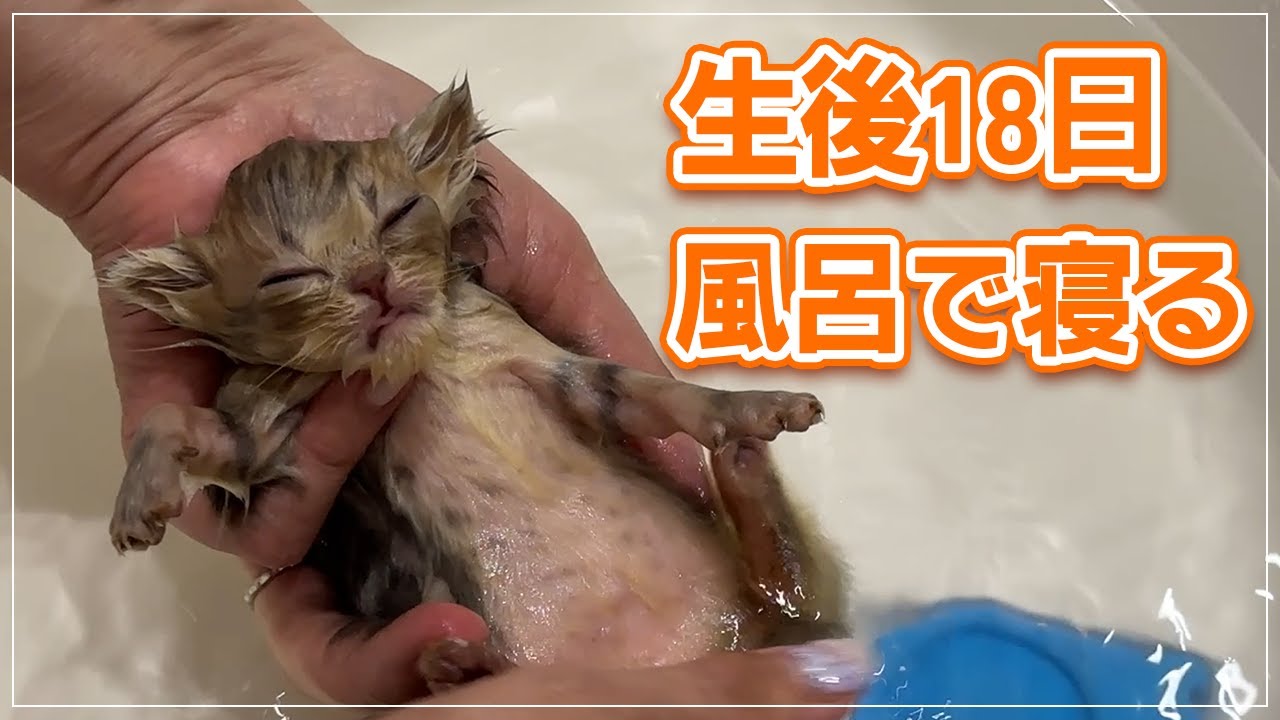 【生後18日】の赤ちゃんをお風呂に入れたら気持ち良すぎて寝たｗ