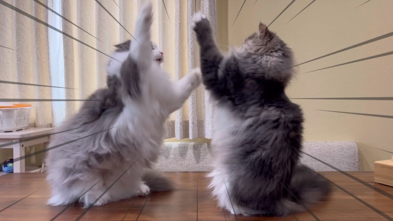 【猫パンチ‼︎】まったり時間中…バトルを仕掛けるノルウェージャンフォレストキャットwww
