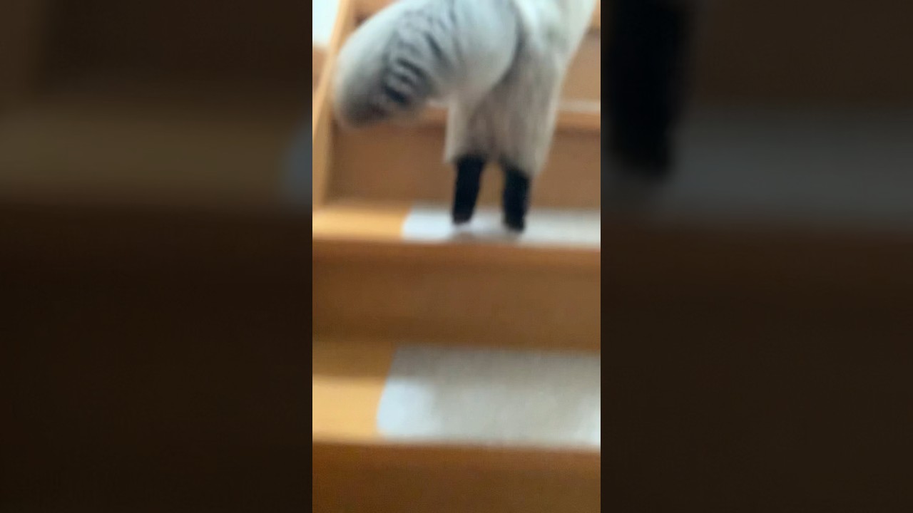 ぴょんぴょんぴょん #ヒマラヤン #猫 #日常 #猫のいる生活 #shorts