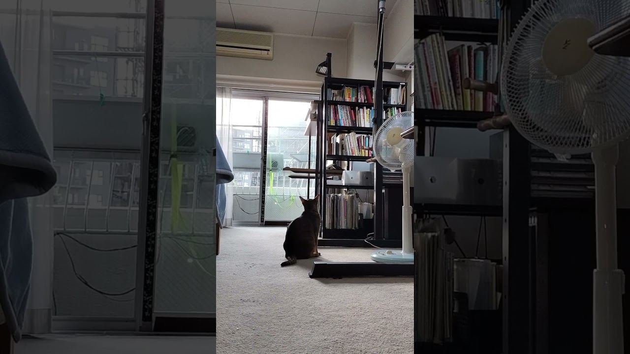 ネコ動画あび＃1739　#shorts　あびの毎日　アビシニアン　あび