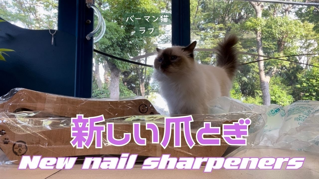 バーマン猫ラフとガブとミカとウリ【新しい爪とぎ】New nail sharpeners（バーマン猫）Birman/Cat