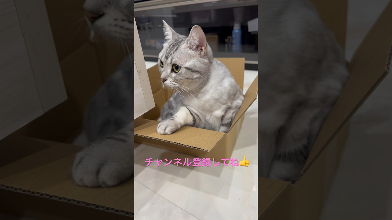 取り敢えず一回入ってみてから考える😸#shorts#アメリカンショートヘアー