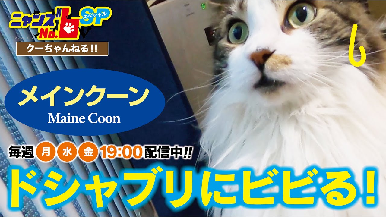 【メインクーン/Maine Coon】ドシャブリにビビる！