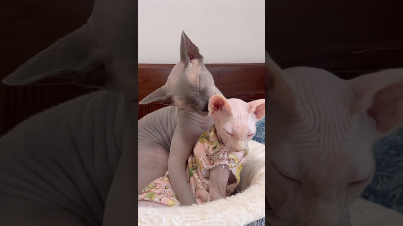 【イクメン】新入り子猫を優しく包む毛のない先住猫【スフィンクス猫】