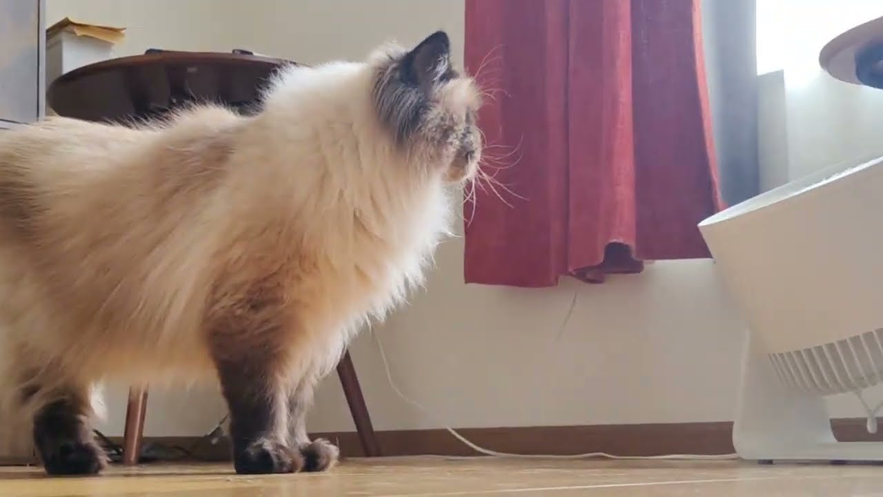 【ヒマラヤン】猫たちのリアルな過ごし方【多頭飼い】