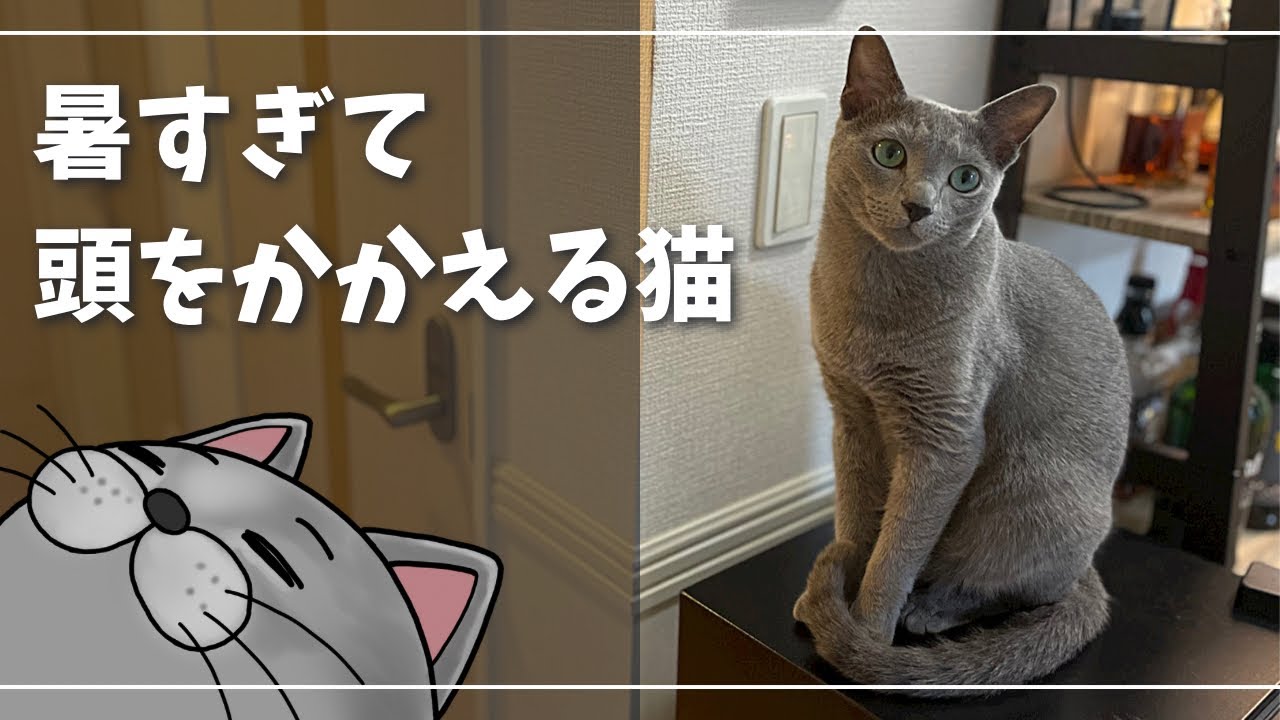 猫さんは自分で快適な場所を見つける天才です【ロシアンブルー】暑さ対策