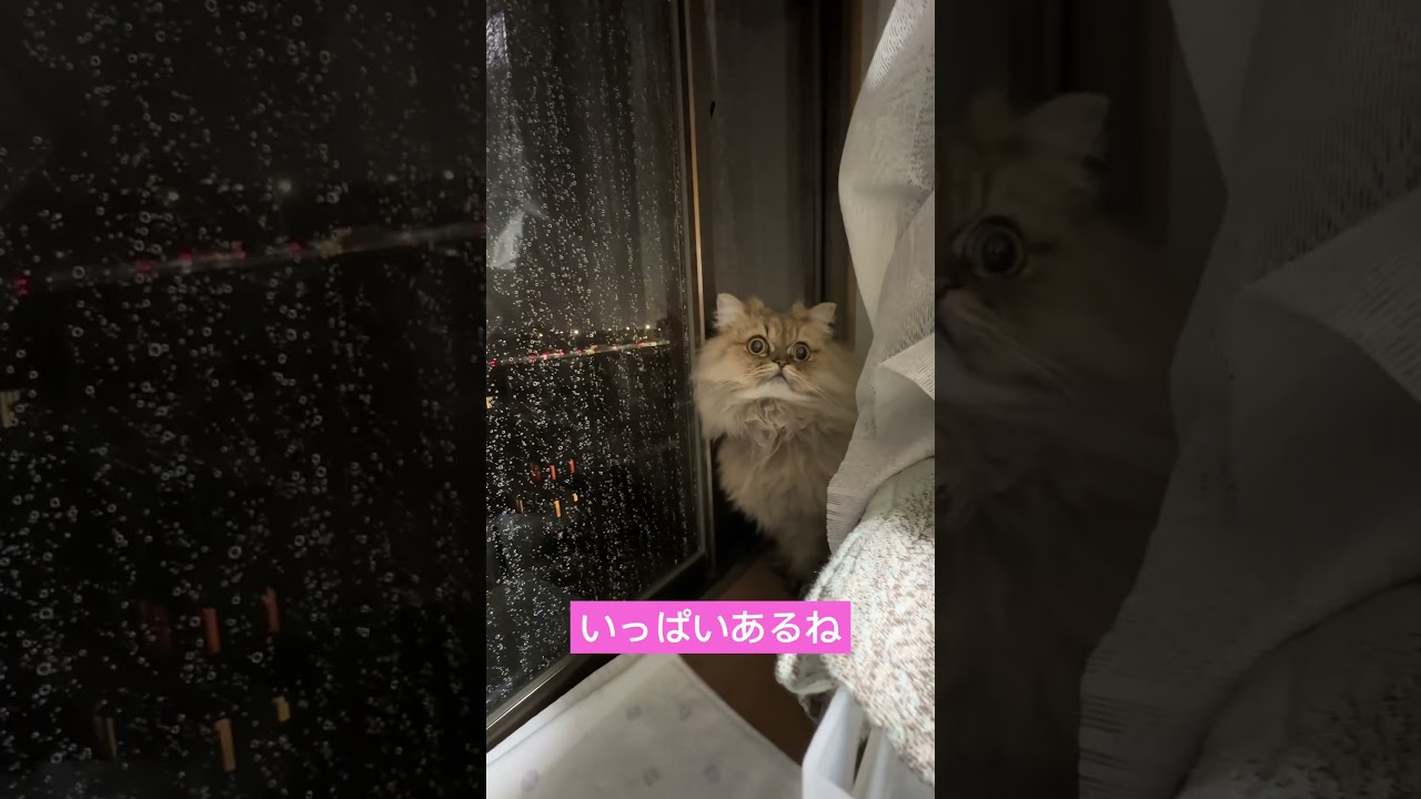 これなーに？#shorts 〜ペルシャ猫チンチラゴールデン