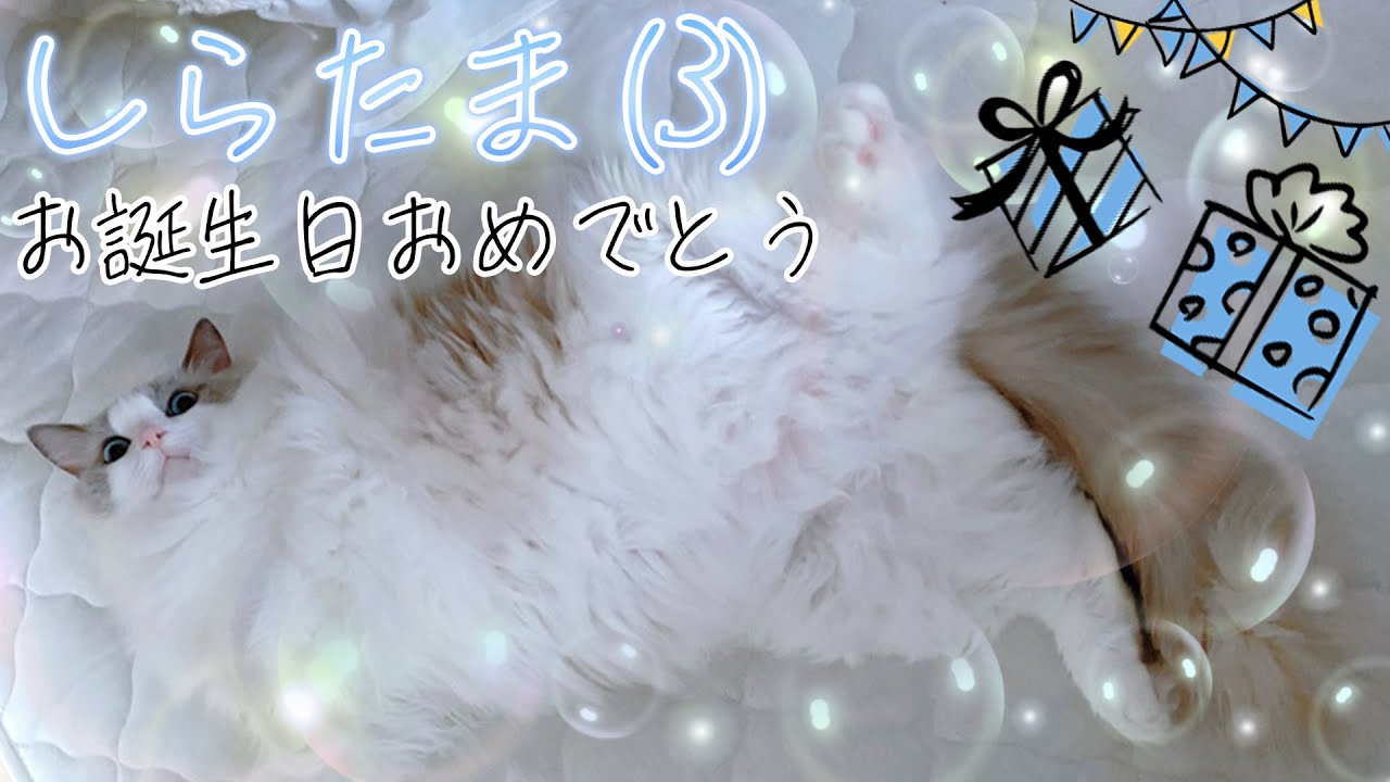 【猫盗撮】しらたま（ラグドール♂）3歳の生誕祭～人間換算28歳男性と同棲中～【Live配信】実写／顔出し／Webカメラ／ #兎と猫の生活