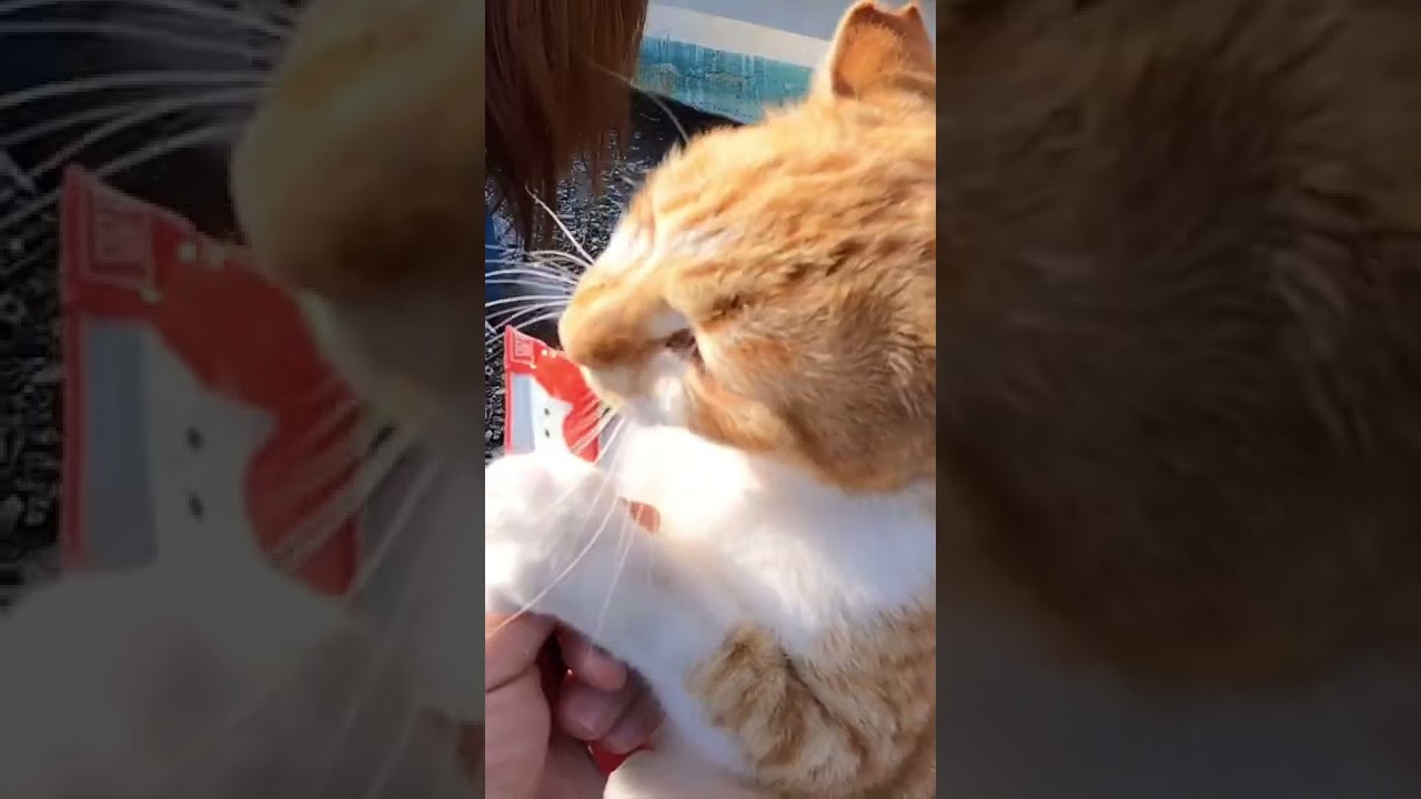 野良猫動画 優し過ぎるピンク猫ちゃん Japanese cats #shorts