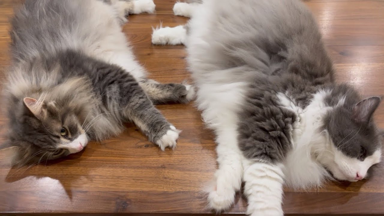 【癒し✨ 】仲良く一緒におねんねしよう♪ノルウェージャンフォレストキャットとターキッシュアンゴラ