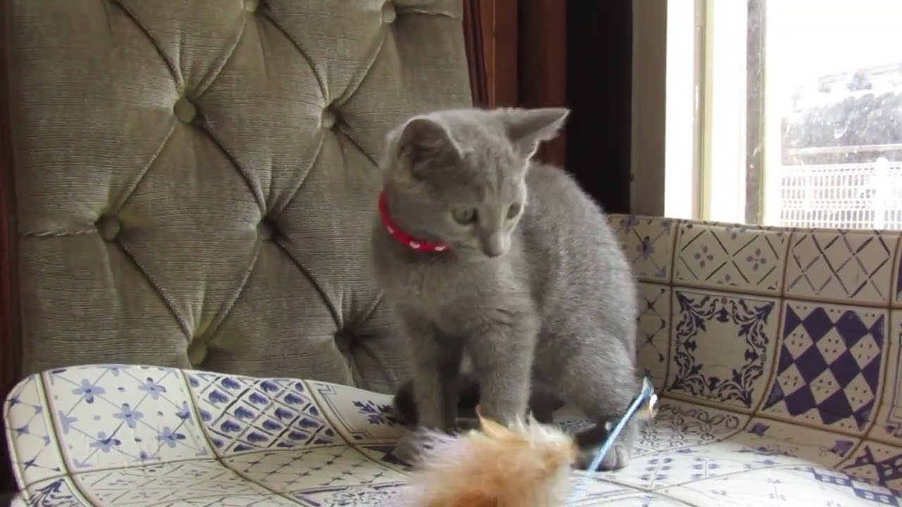 ロシアンブルー 女の子３匹で賑や育ちました。全員とても明るく、一見クールですが、とても人懐こくて人にはベタベタです。ほかの子たちは予約になりました。