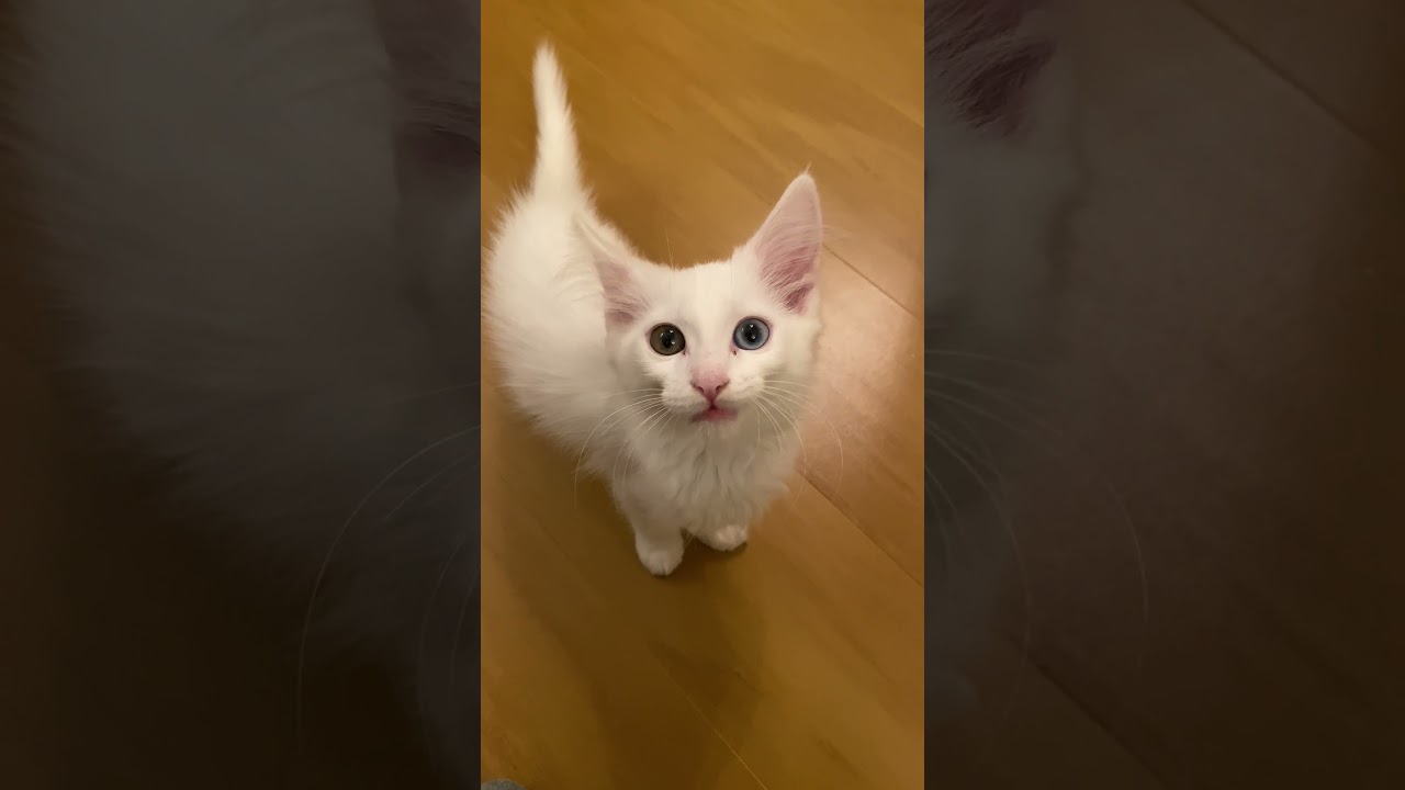 Meow? #kitten #cat #whitecat #cute #子猫 #猫 #白猫 #子猫の鳴き声