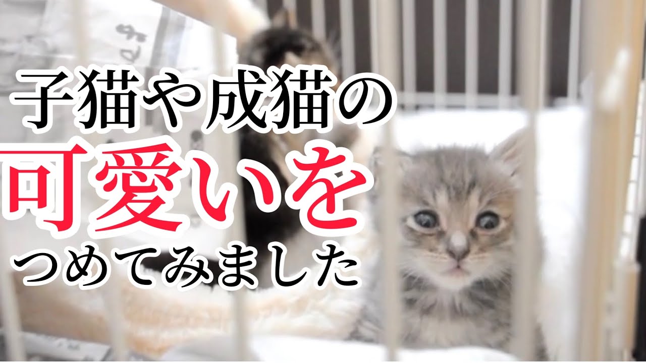 可愛い子猫まとめ。視聴した貴方はきっと猫と暮らしたくなる。