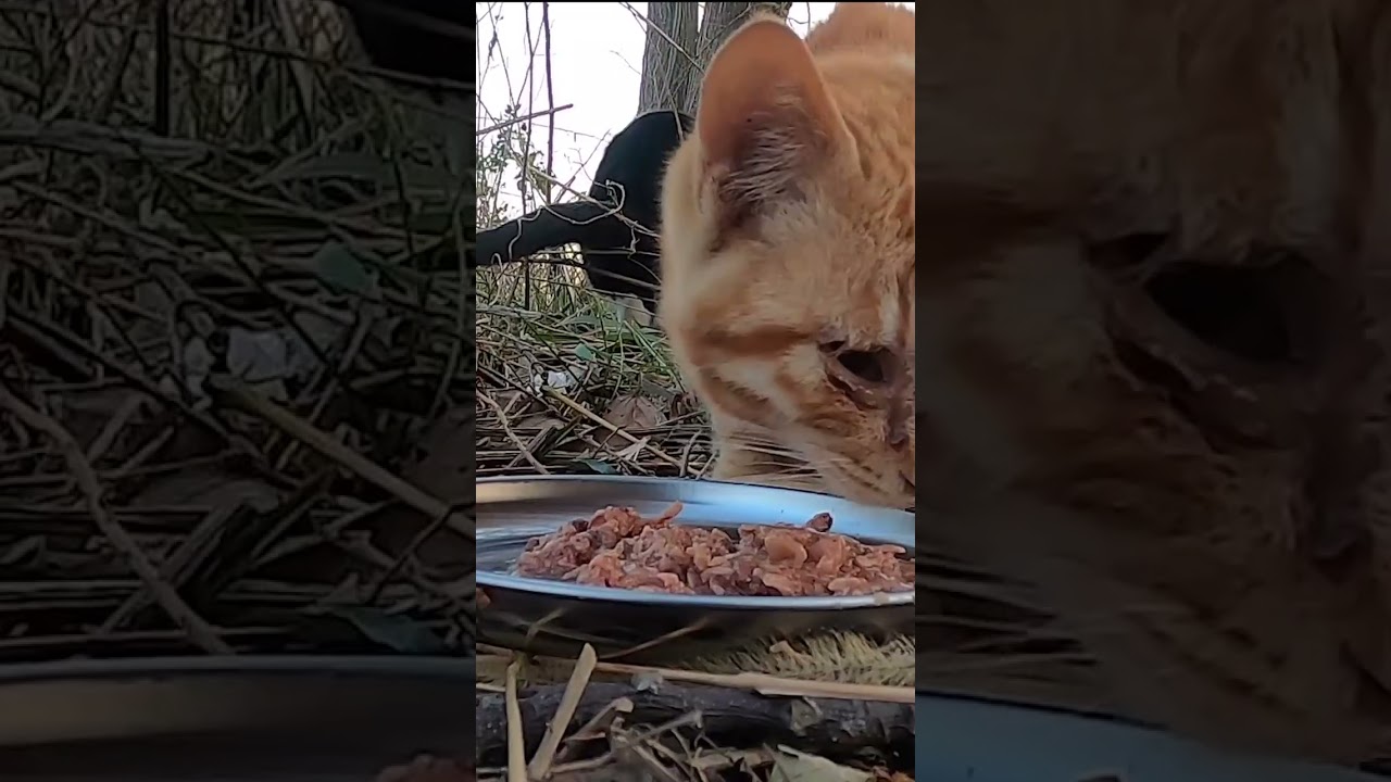 【ショート動画】目を怪我している茶猫がバクバク食べた。A brown cat with an injured eye ate it.   Vol.516