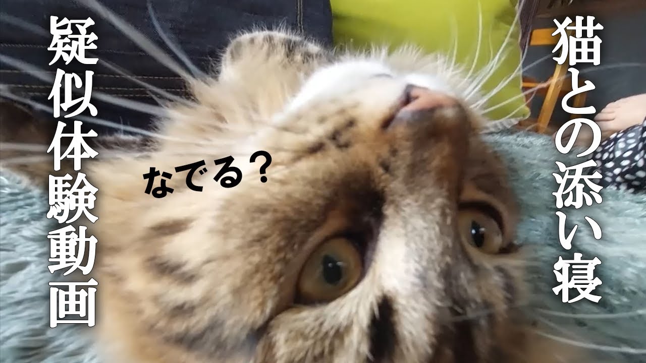 猫と添い寝をする疑似体験動画……サイベリアン、もふってみる？