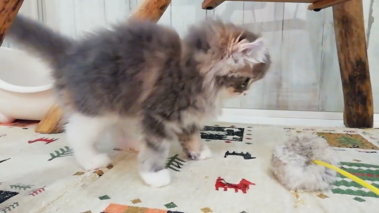 アメリカンカール　女の子　2023/05/06 生まれ