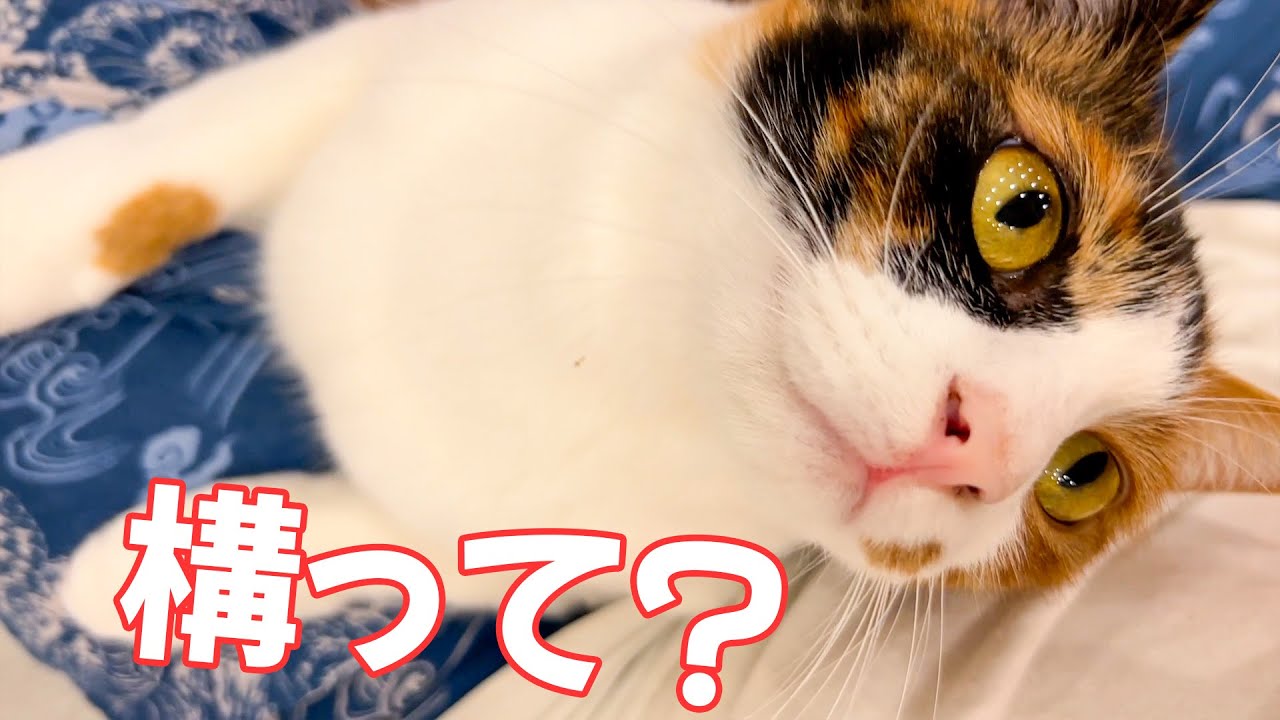 飼い主がジンギスカン食べるのを邪魔したい三毛猫が可愛すぎましたwww