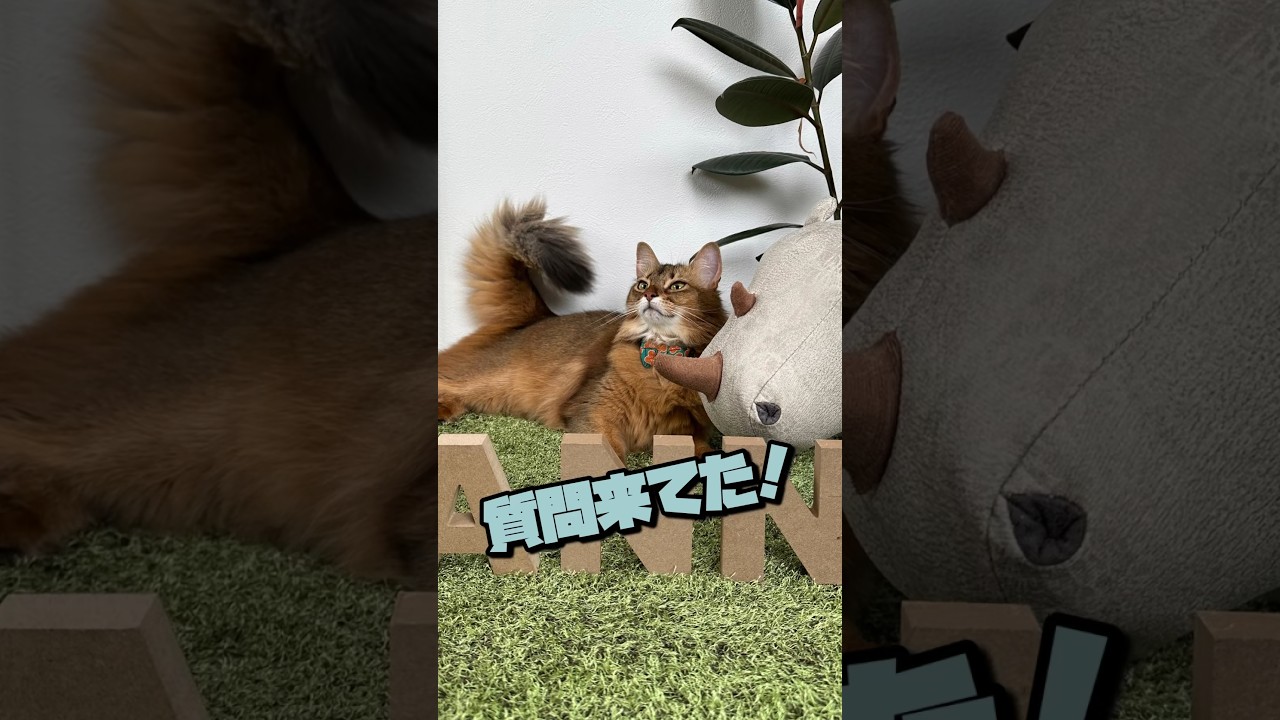 我が家の猫にかわいい質問来てた