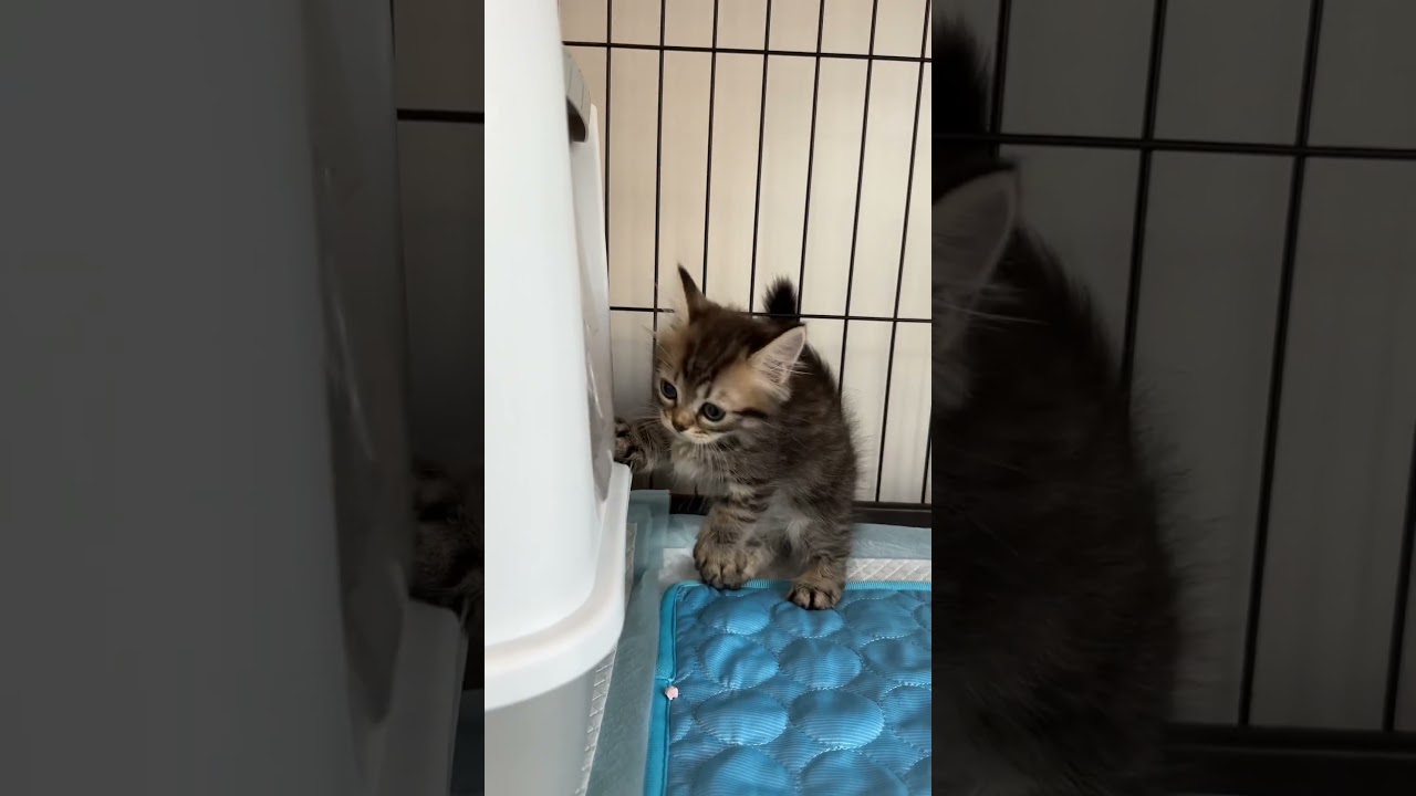 初のショート動画。天使ちゃんです♪