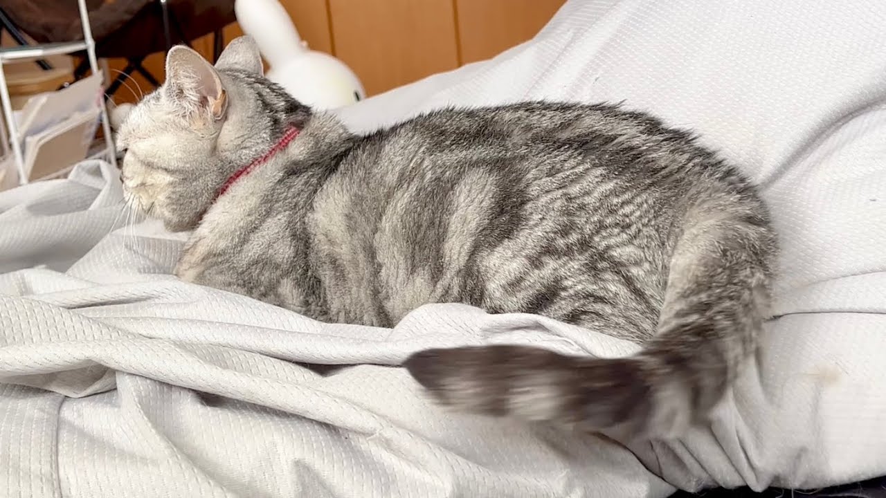 ちーちゃんを撫でたらすねちゃったあいちゃん