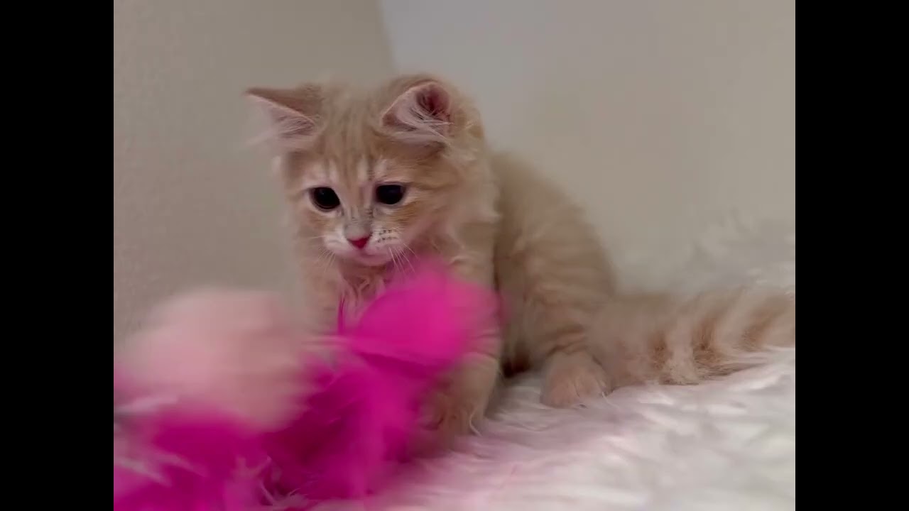 サイベリアン 両親遺伝子検査4項目クリア/シャンプー練習🆗