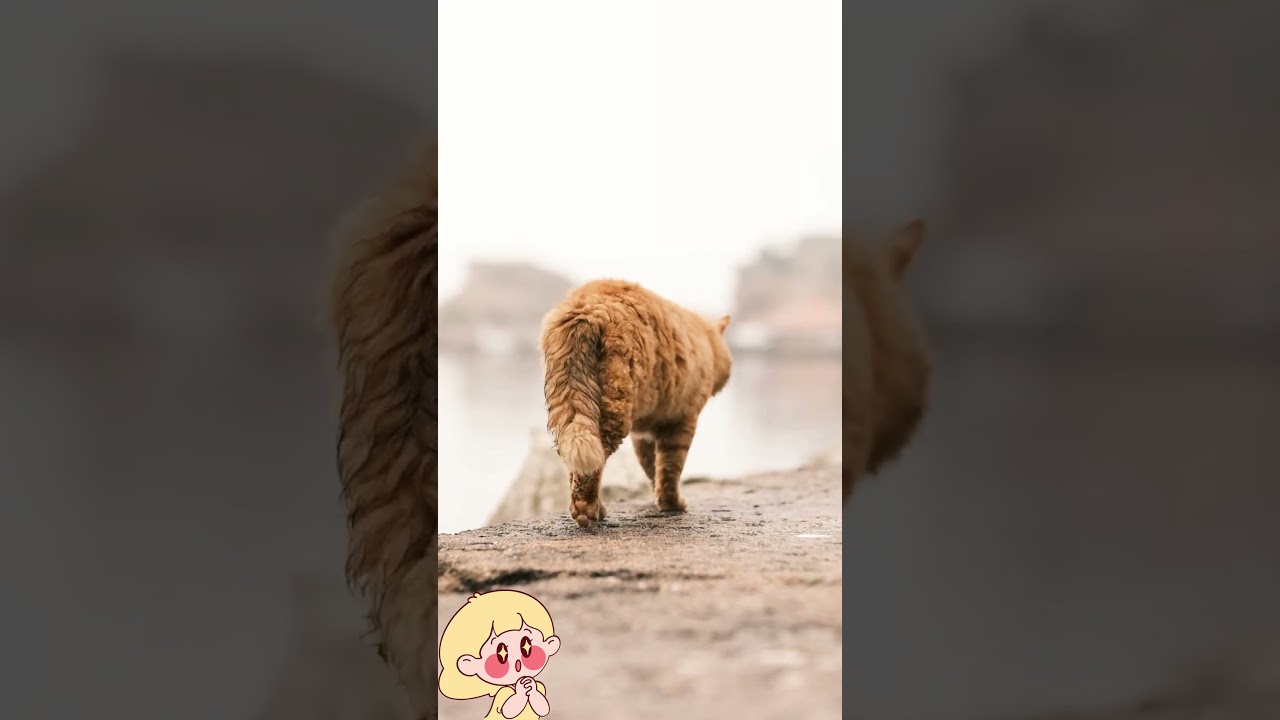 Brown Cat #shorts
