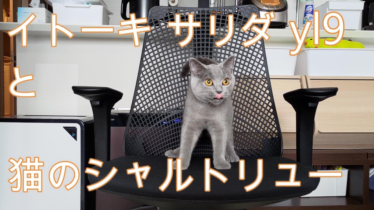 イトーキのサリダyl9と猫のシャルトリュー