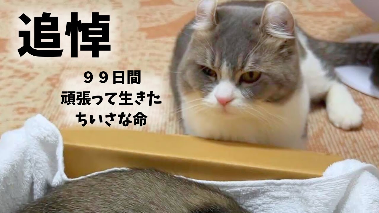 永眠した娘を必死に起こそうとする父猫〜愛する子猫との早すぎる別れに涙。