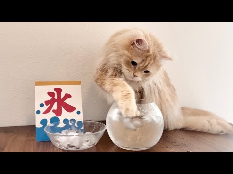 【猛暑日】氷の音ASMR??/猫と氷遊び🐈