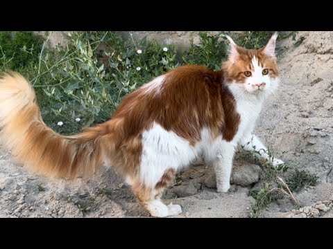 メインクーンや大型ネコを飼う前に覚悟しておきたい事がこちらです・・😱