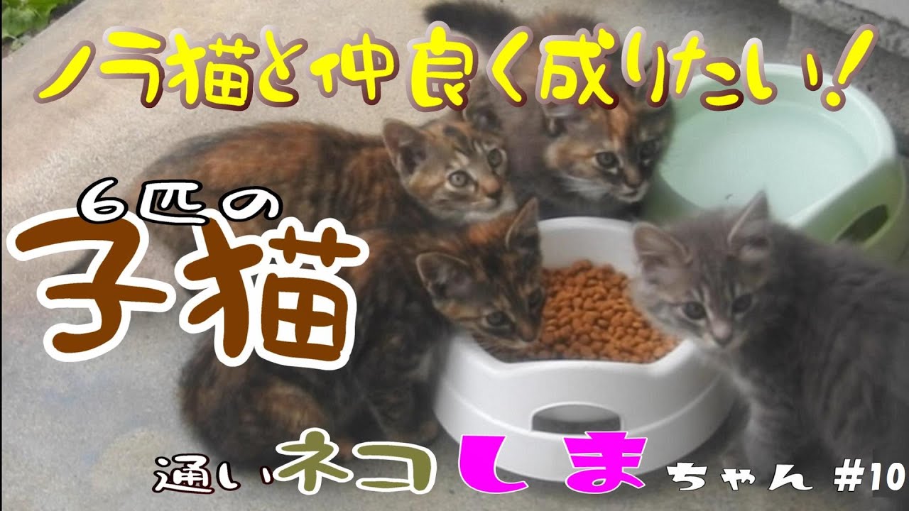 【kitten】通いネコ 「しまちゃん」#10 二か月半の子猫を6匹も連れて来て、いきなり物置に住み着いた！