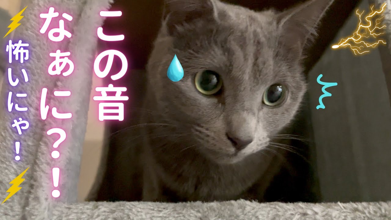雷に怯えた猫の行動がこちらです（ロシアンブルー）