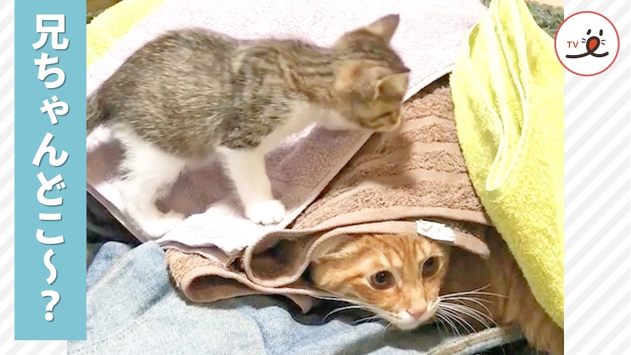 仲良しニャンコズのかくれんぼ😸 何気ない日常に、ほっこり🎶【PECO TV】