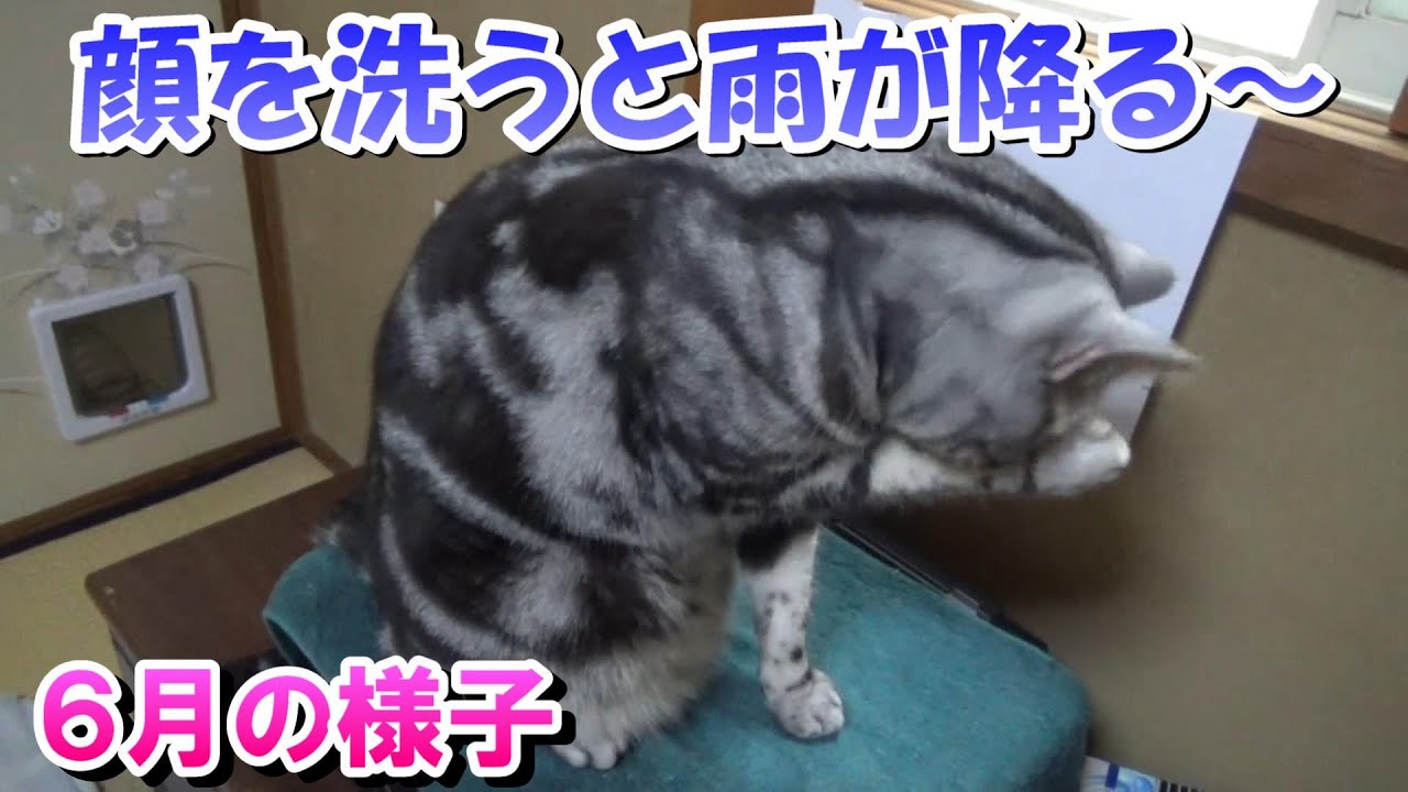 猫が顔を洗うと雨が降る～６月の様子（アメリカンショートヘア）